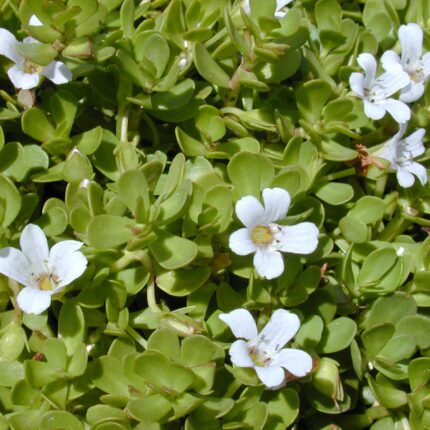 Bacopa Monniera Extract