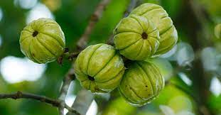 Garcinia-Cambogia.jpg