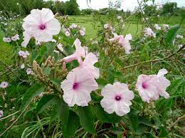 Ipomoea-Carnea.jpg