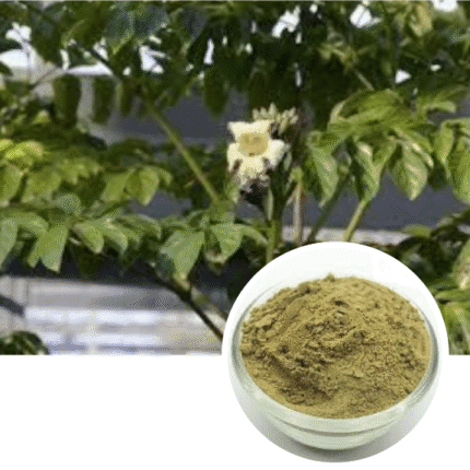 Shri Herbal Shyonak / Sona Patha / Oroxylum Indicum Extract Leaf Powder 100 Gram Pack.