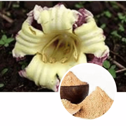 Shri Herbal Shyonak / Sona Patha / Oroxylum Indicum Flower Extract Powder 100 Gram Pack.