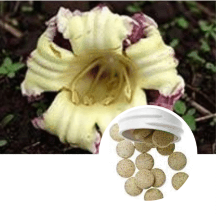 Shri Herbal Shyonak / Sona Patha / Oroxylum Indicum flower Extract  Tablets-60 Tablets Pack.