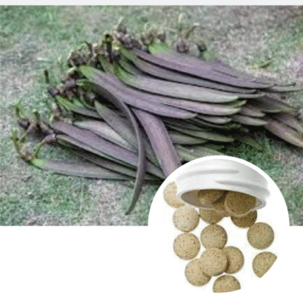 Shri Herbal Shyonak / Sona Patha / Oroxylum Indicum Fruits Extract Tablets-60 Tablets Pack.