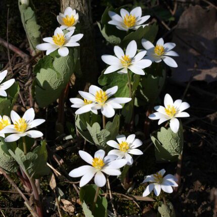 Bloodroot-100gm
