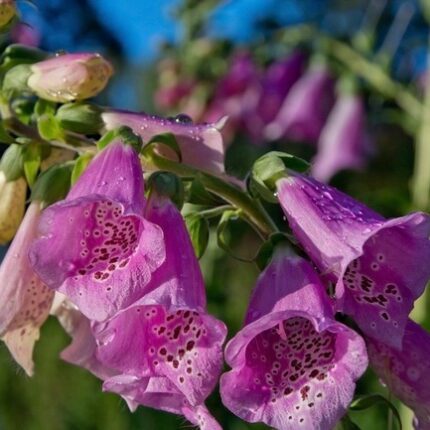 Foxglove