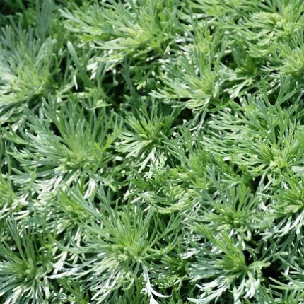 Artemisia annua (Wormwood)-100gm